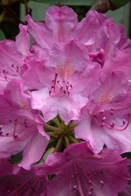 Rhododendron, Detail