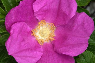 Rugosa, Detail