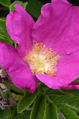 Rugosa, Detail