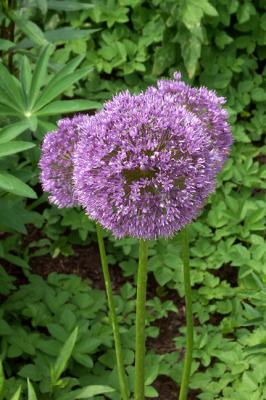 Allium