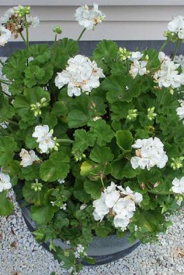 Geraniums Pot