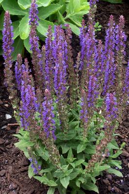 Agastache