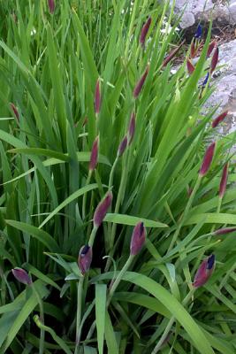 Bed of Iris