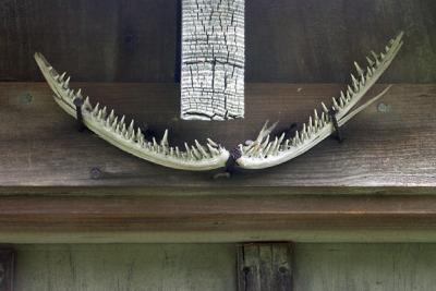 Fish Jawbone On Shed