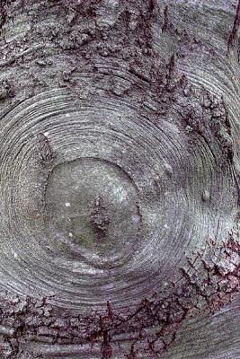 Copper Beech Bark, Detail