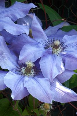 Blue Clematis, Detail