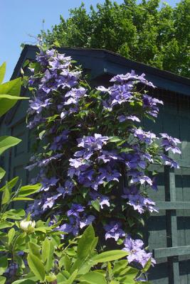 Clematis On Shed