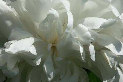 White Peony, Detail