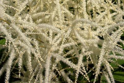 Astilbe, Detail