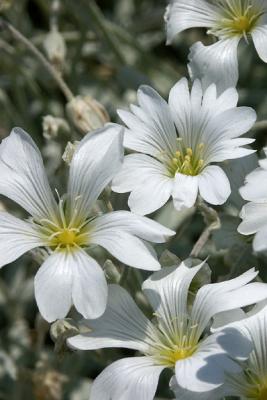 Snow In Summer, Detail