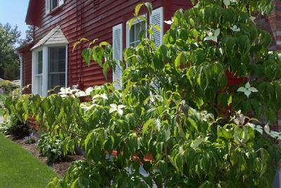 Clematis, Corner Of Red House