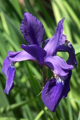 Purple Iris