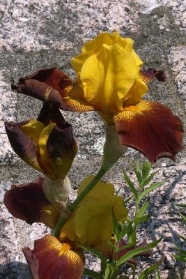 Yellow & Maroon Iris