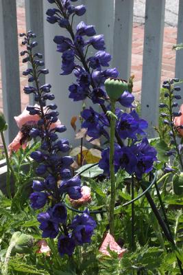 Lobelia (?) And Fence