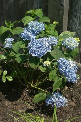 Blue Hydrangea