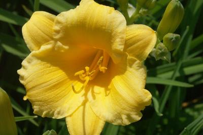 Lemon Lily