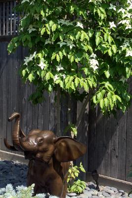 Bronze Elephant And Kousa Dogwood