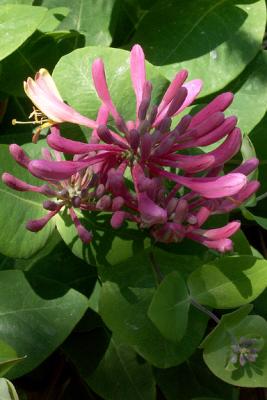 Unidentified Pink Flower