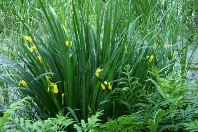 Bog Garden, Detail