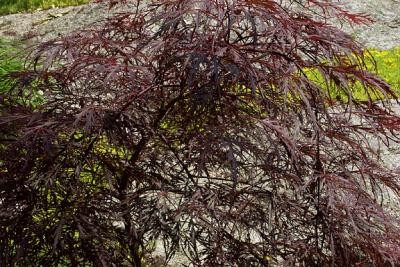 Japanese Maple