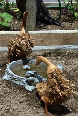 Wooden Ducks
