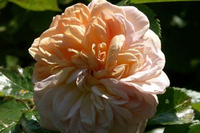 Orange Rose, Detail