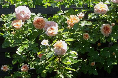 Orange Roses