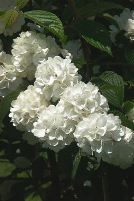 White Hydrangea