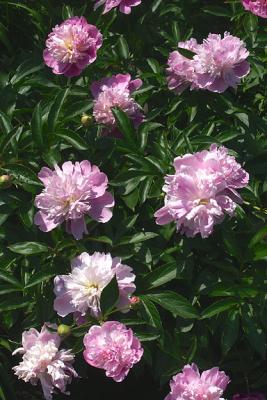 Pink Peonies