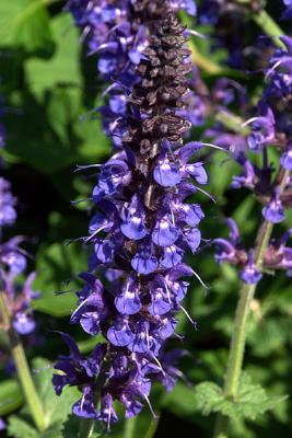 Agastache, Detail