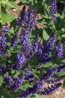 Agastache
