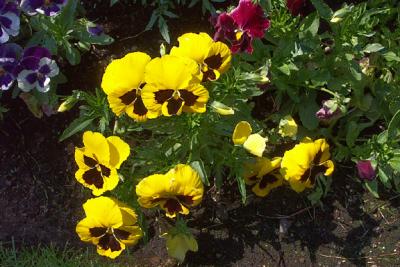 Pansies