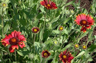 Red Daisies