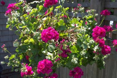 Geraniums In Planter