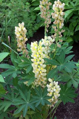 Yellow Lupines