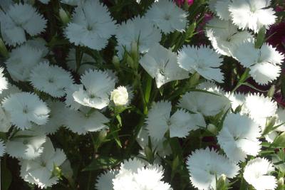 Dianthus