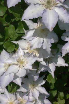 White Clematis, Detail