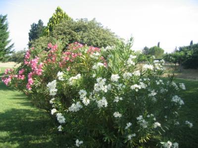 La Bonoty - Jardin fleuri