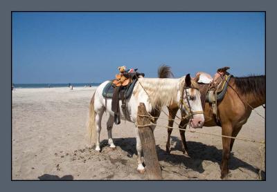 They have horses right on the beach! 