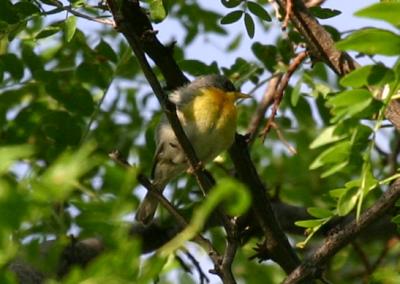Tropical Parula