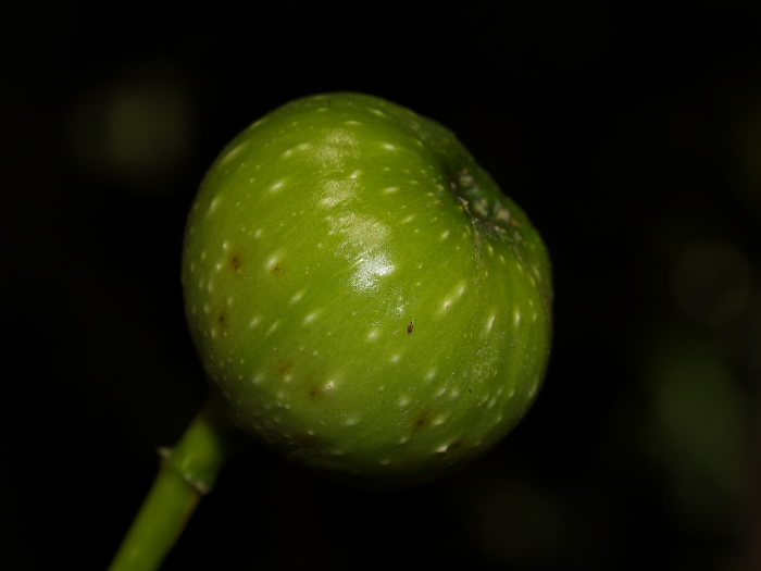 PA014651 Fruit.jpg