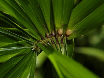 PA014668 BabyPalm2.jpg