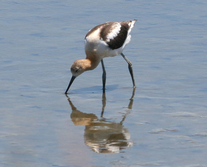 American Avocet in breeding plumage