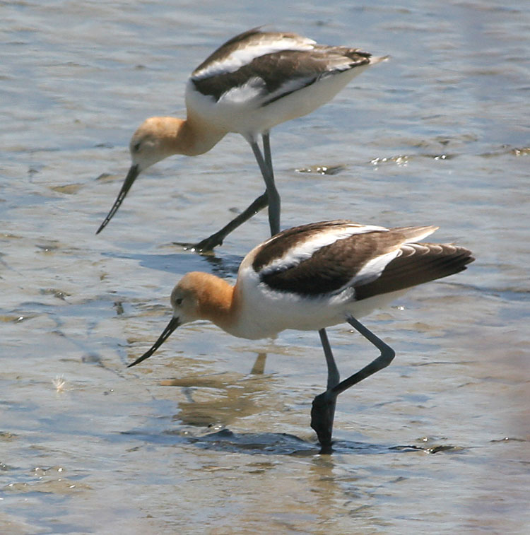 American Avocet pair in breeding plumage
