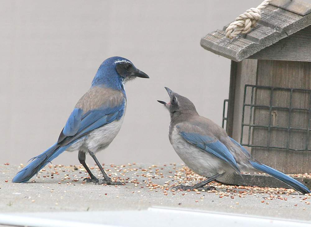 2.Western Scrub-jay,immature complains
