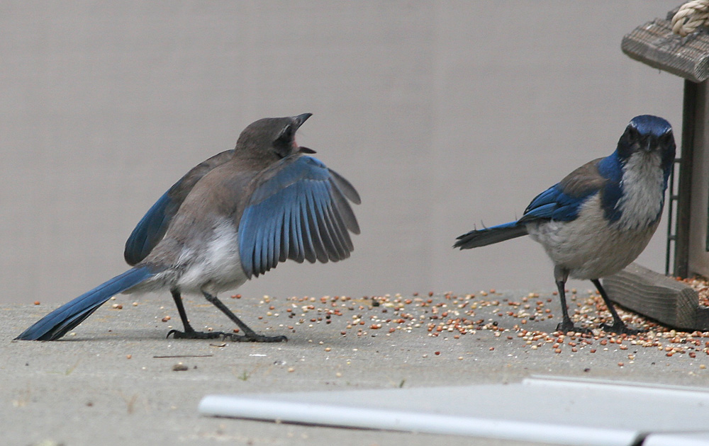 3.Western Scrub-jay,immature harasses