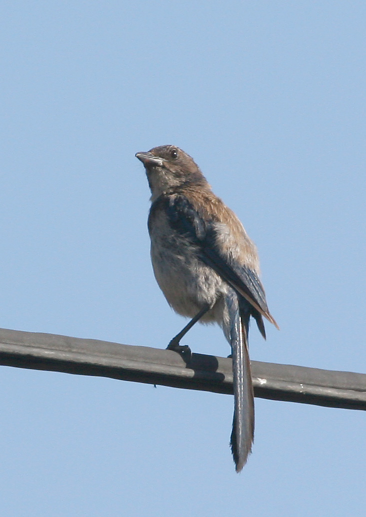 Western Scrub-jay,immature