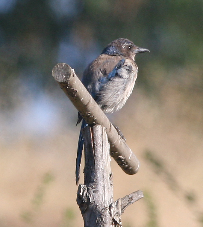 Western Scrub-jay,immature
