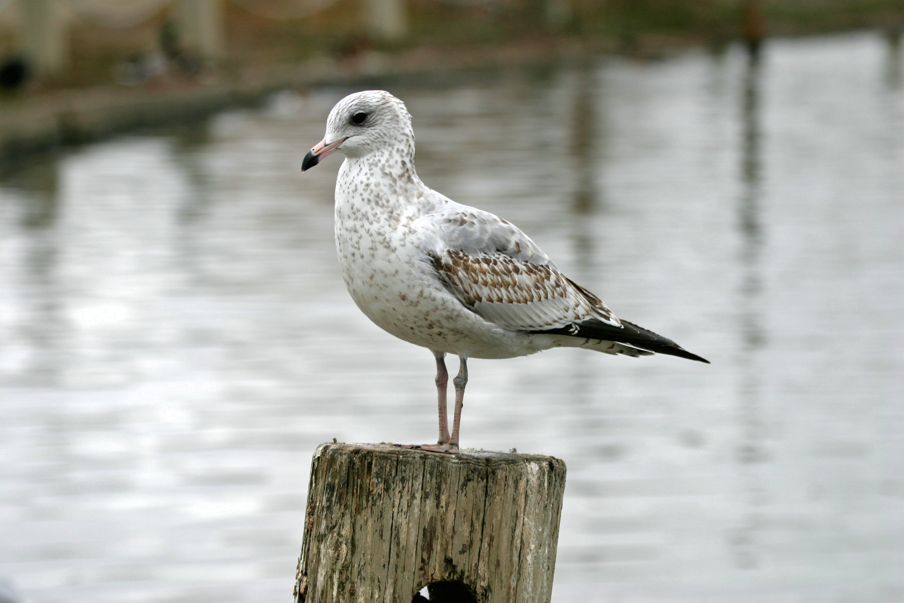 Ring-billed gull,first winter
