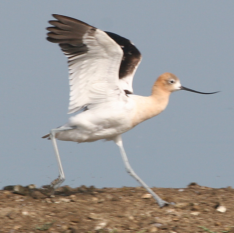 American Avocet ,female taking off
